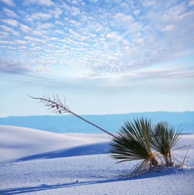 White desert clipart