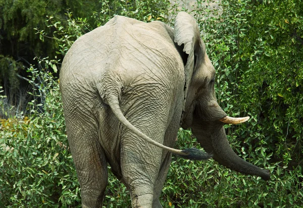 Ελέφαντας στη σαβάνα — Φωτογραφία Αρχείου