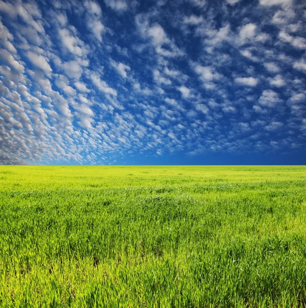Użytki zielone i niebo — Zdjęcie stockowe