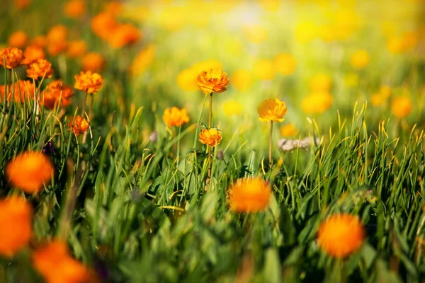 Çiçekler güneş ışığı — Stok fotoğraf