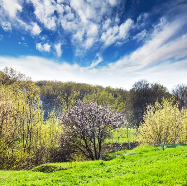 Grasland op lente — Stockfoto