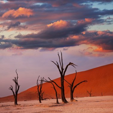 Dead valley in Namibia clipart