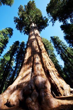 Sequoia National Park in USA clipart