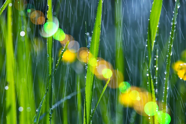 雨の庭 — ストック写真