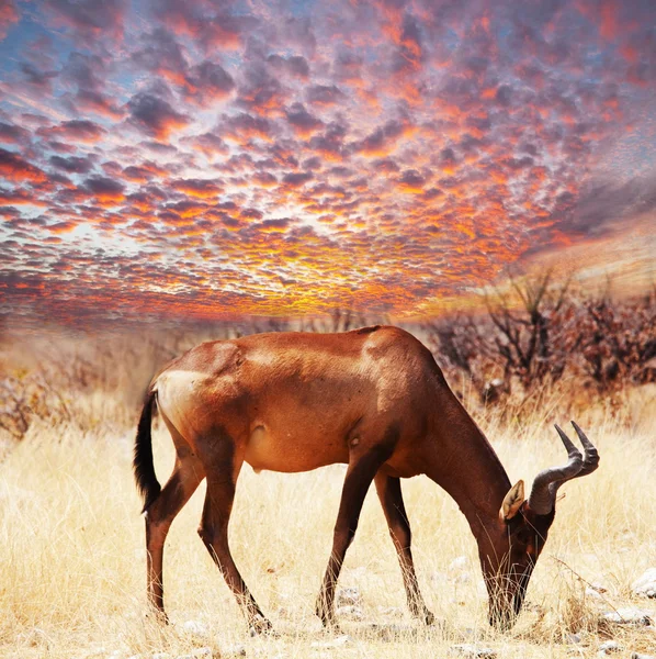 Antilope dans la brousse — Photo