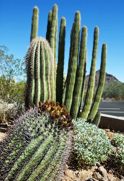 Kaktusparken — Stockfoto