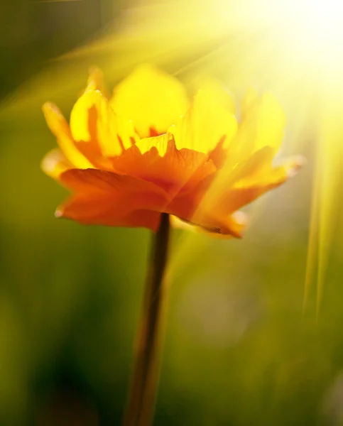Bloemen in zonnige licht — Stockfoto