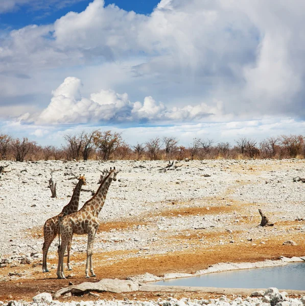 Giraffe in savannah — Stock Photo, Image