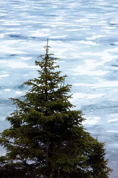 Pine op ijs achtergrond — Stockfoto