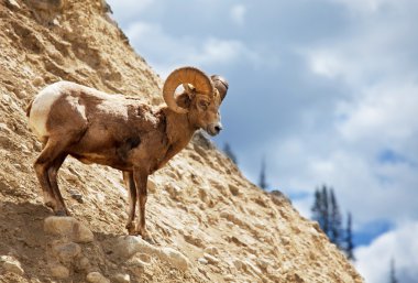 Goat on rock clipart