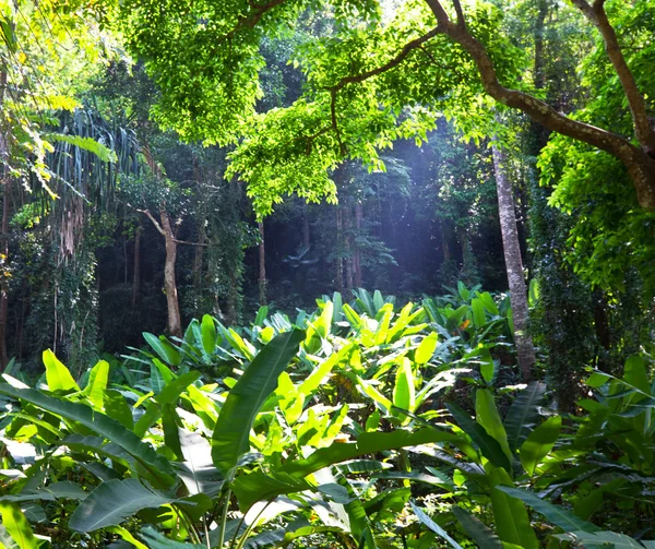 雨のジャングル — ストック写真