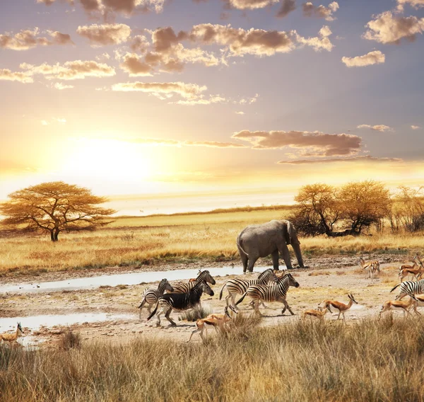 Safari w Namibii — Zdjęcie stockowe