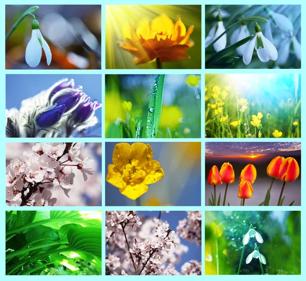 Bloemen collage — Stockfoto
