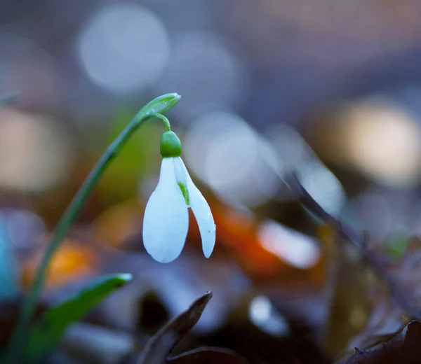 Snowdrop in forest — Stock Photo, Image