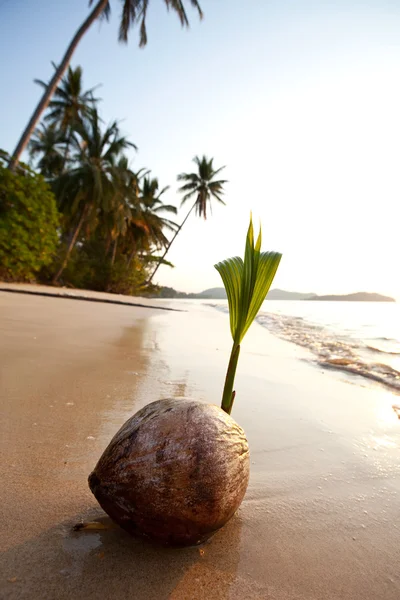 stock image Tropical sunset