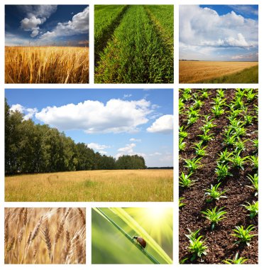 Fields collage clipart