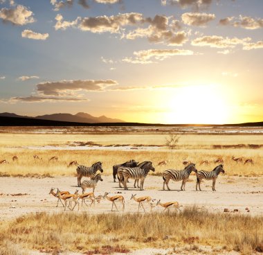 Safari Namibya