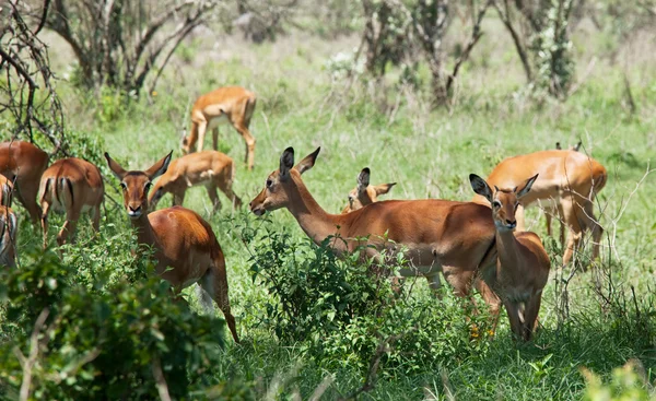 Antilopy v buši — Stock fotografie