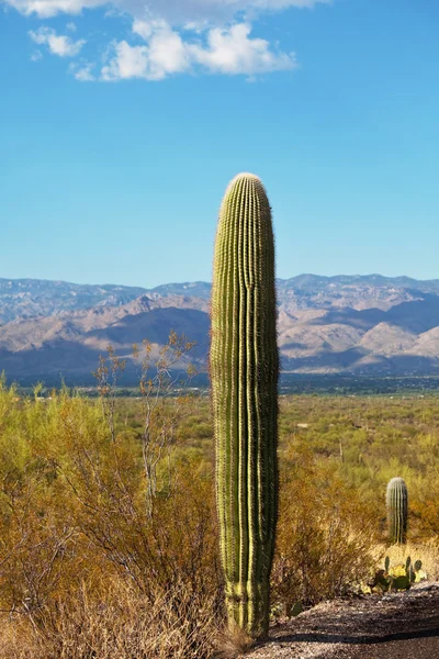 Cactus nel Parco del Saguaro — Foto Stock