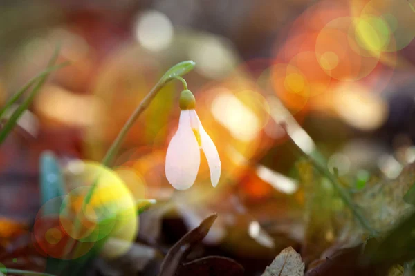 Květy světle — Stock fotografie