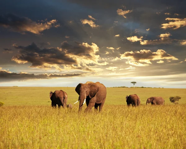 Elefant i Afrika — Stockfoto