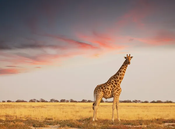 Giraffe in savannah — Stockfoto