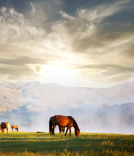 山中の馬 — ストック写真