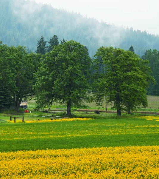 Желтое поле — стоковое фото