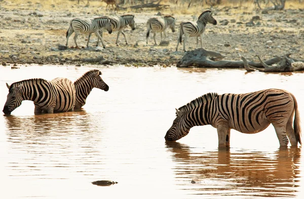Zebra na jezioro — Zdjęcie stockowe