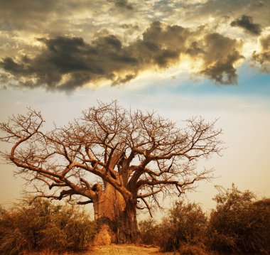 Baobab at sunset clipart