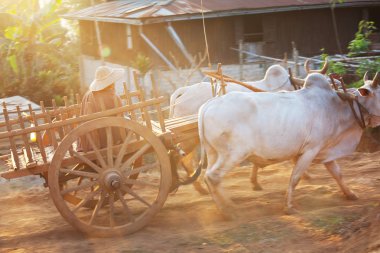 Rural Myanmar clipart