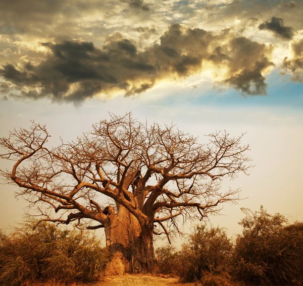 Baobab bei Sonnenuntergang — Stockfoto