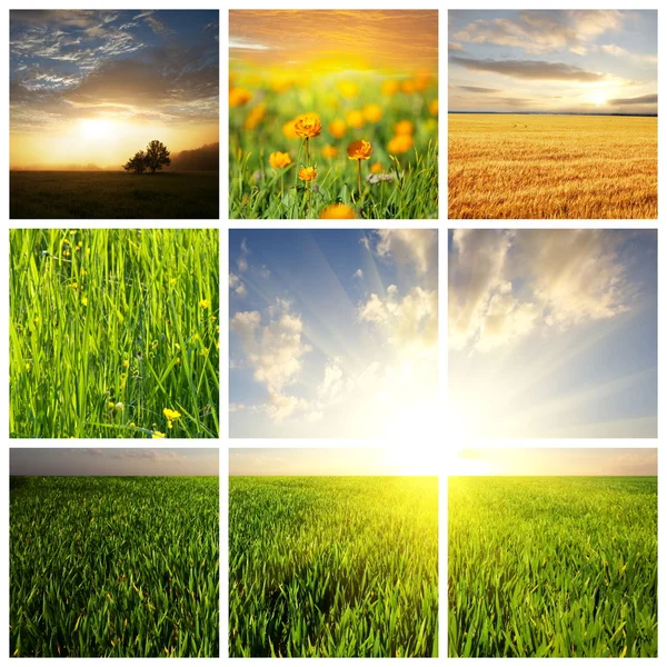 stock image Field collage