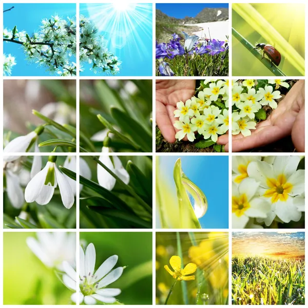 Collage fiori — Foto Stock