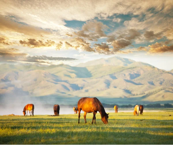 Koně na pastvinách — Stock fotografie