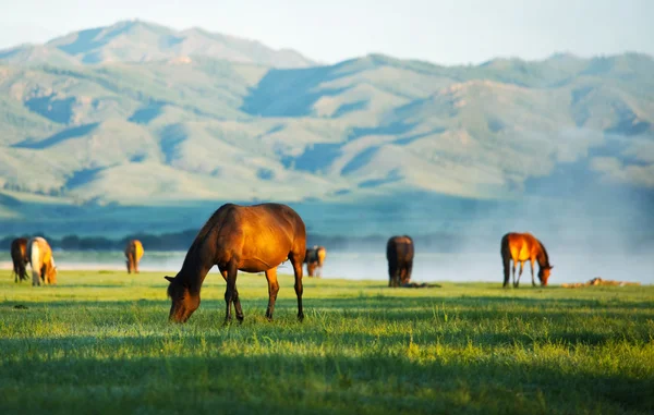 Cavalos em prados — Fotografia de Stock