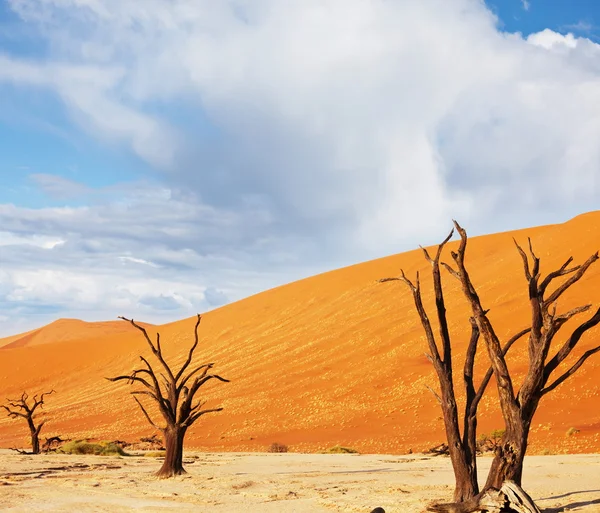 Namib, мертві долини в Намібії — стокове фото
