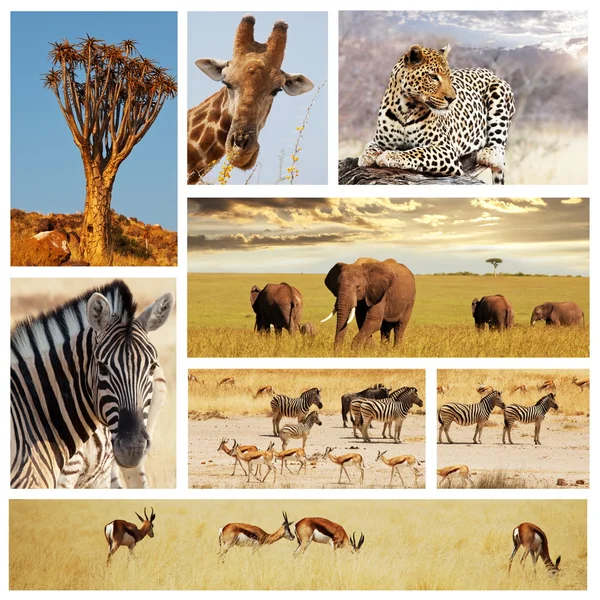 Kolaż polowanie w Afryce — Zdjęcie stockowe