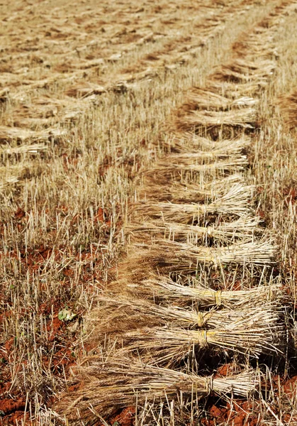 stock image Wheat harvest