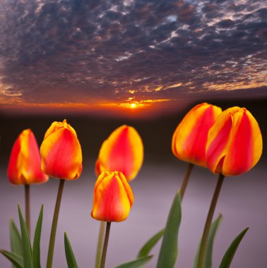 gün batımında Lale