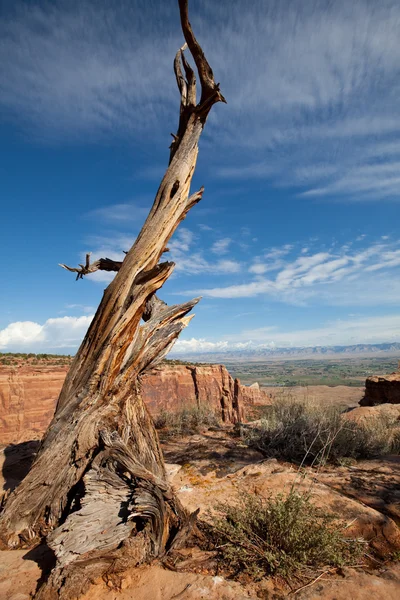 Dry tree in Colorado monument — Stock Photo, Image