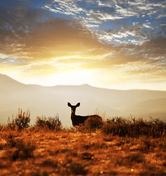 草原の鹿 — ストック写真