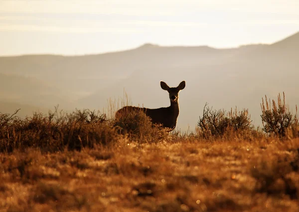 Deer on meadow — Stock Photo, Image