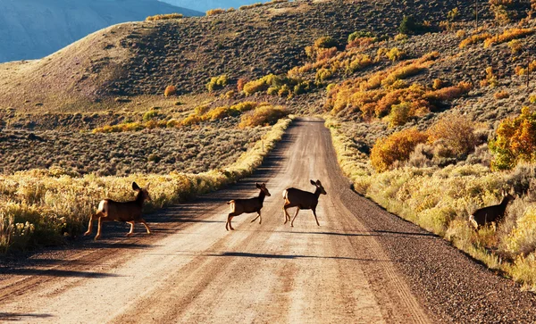Deers on road — Fotografie, imagine de stoc