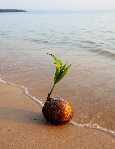 Kokosnuss am tropischen Strand — Stockfoto