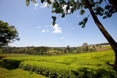 çay plantasyon