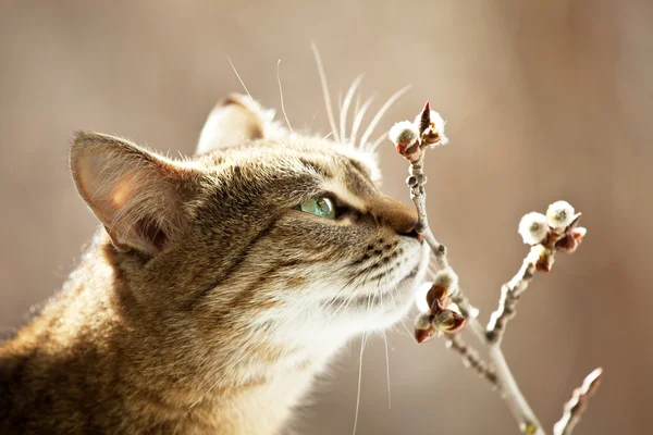 stock image Cat portrait