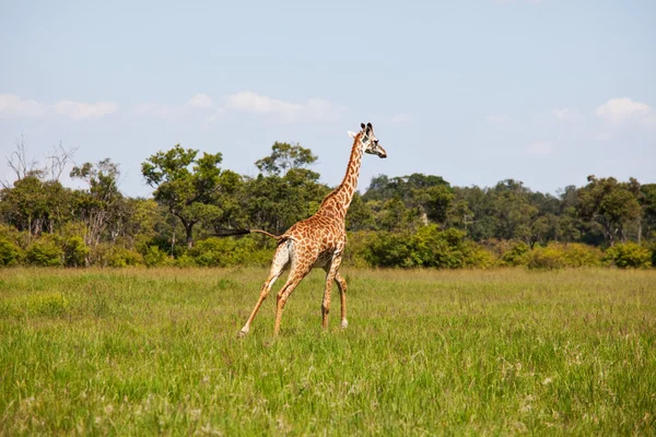 Savannah zürafa — Stok fotoğraf