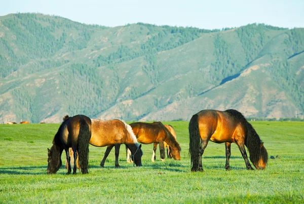 Cavalos nas montanhas mongóis — Fotografia de Stock