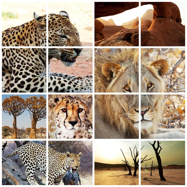 stock image Wild cats collection